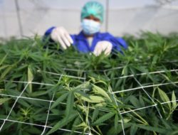 Thailand gives the go-ahead for home-grown cannabis cultivation