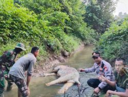 Sumatran elephant found dead in East Aceh: Police