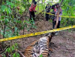 Two Sumatran tigers found dead in wire trap: East Aceh police