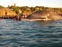 Dead sperm whale washes up on Wadumaddi Beach, Sabu Island