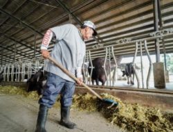 Pangasinan provincial government takes over the town’s dairy farm