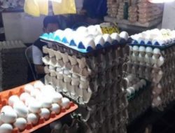 Sufficient supply of eggs in NegOcc assured