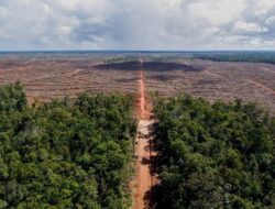 Jokowi Seeks to Strengthen Forestry Cooperation with Brazil